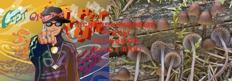 цена   Луховицы  Псилоцибиновые грибы Magic Shrooms 